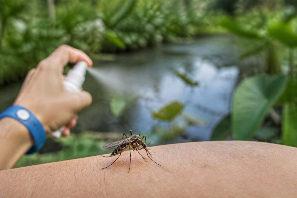 Grosse moustique : reconnaître et se protéger efficacement
